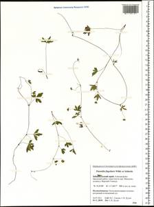 Potentilla flagellaris Willd. ex Schltdl., Siberia, Baikal & Transbaikal region (S4) (Russia)