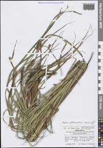 Carex atherodes Spreng., Eastern Europe, Middle Volga region (E8) (Russia)