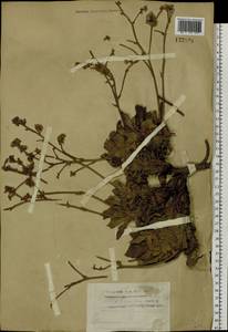 Goniolimon speciosum (L.) Boiss., Siberia, Altai & Sayany Mountains (S2) (Russia)