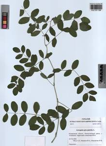 KUZ 001 398, Astragalus glycyphyllos L., Siberia, Altai & Sayany Mountains (S2) (Russia)