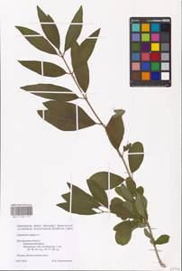 Syringa vulgaris L., Eastern Europe, Central forest-and-steppe region (E6) (Russia)