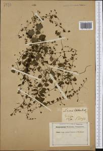 Kickxia elatine (L.) Dumort., Western Europe (EUR) (Germany)