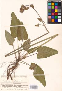 MHA 0 156 207, Salvia nutans L., Eastern Europe, Lower Volga region (E9) (Russia)