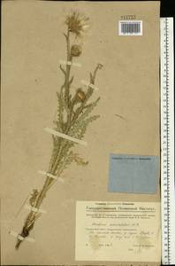 Carduus uncinatus M. Bieb., Eastern Europe, Eastern region (E10) (Russia)