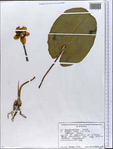 Nuphar lutea (L.) Sm., Eastern Europe, Belarus (E3a) (Belarus)