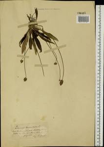 Plantago lanceolata L., Eastern Europe, South Ukrainian region (E12) (Ukraine)