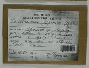 Forsstroemia japonica (Besch.) Paris, Bryophytes, Bryophytes - Russian Far East (excl. Chukotka & Kamchatka) (B20) (Russia)