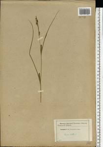 Carex hirta L., Eastern Europe, Western region (E3) (Russia)