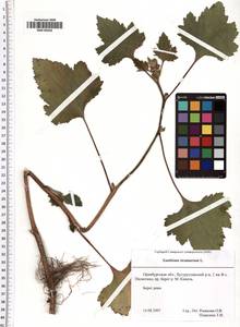 Xanthium strumarium L., Eastern Europe, Eastern region (E10) (Russia)