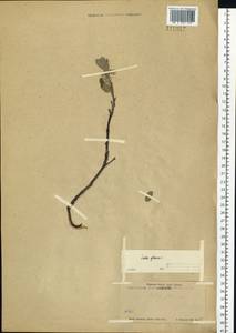 Salix glauca L., Siberia, Western Siberia (S1) (Russia)