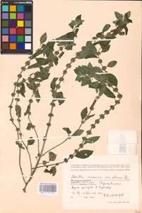 MHA 0 158 017, Mentha arvensis L., Eastern Europe, Central region (E4) (Russia)