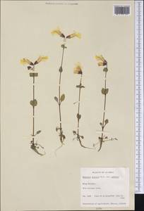 Erythranthe guttata (DC.) G.L.Nesom, America (AMER) (United States)