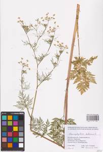 Chaerophyllum bulbosum L., Eastern Europe, Central forest-and-steppe region (E6) (Russia)