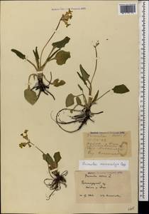 Primula veris subsp. macrocalyx (Bunge) Lüdi, Caucasus, Krasnodar Krai & Adygea (K1a) (Russia)