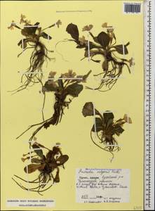 Primula vulgaris Huds., Caucasus, Georgia (K4) (Georgia)