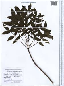 Fraxinus angustifolia subsp. oxycarpa (M.Bieb. ex Willd.) Franco & Rocha Afonso, Caucasus, Krasnodar Krai & Adygea (K1a) (Russia)
