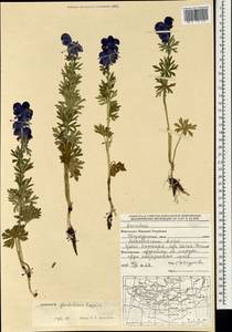 Aconitum glandulosum Rapaics, Mongolia (MONG) (Mongolia)