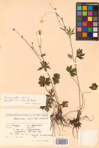 Ranunculus japonicus Thunb., Siberia, Russian Far East (S6) (Russia)