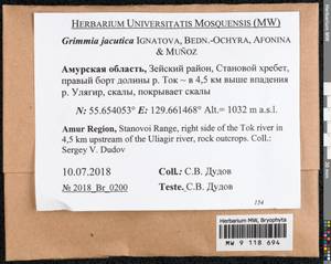 Grimmia jacutica Ignatova, Bedn.-Ochyra, Afonina & J. Muñoz, Bryophytes, Bryophytes - Russian Far East (excl. Chukotka & Kamchatka) (B20) (Russia)