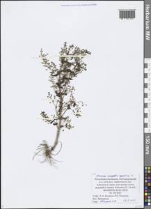Veronica anagallis-aquatica L., Eastern Europe, Lower Volga region (E9) (Russia)