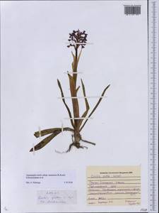 Anacamptis morio subsp. caucasica (K.Koch) H.Kretzschmar, Eccarius & H.Dietr., Caucasus, Krasnodar Krai & Adygea (K1a) (Russia)
