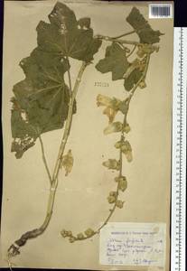 Alcea froloviana (Litv.) Iljin, Siberia, Western (Kazakhstan) Altai Mountains (S2a) (Kazakhstan)