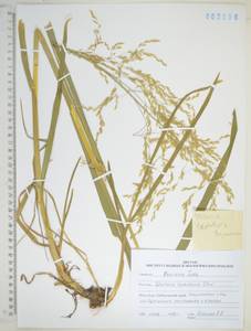 Glyceria leptolepis Ohwi, Siberia, Russian Far East (S6) (Russia)