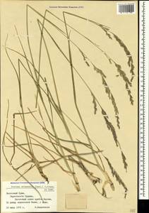 Festuca orientalis (Boiss.) B.Fedtsch., Crimea (KRYM) (Russia)