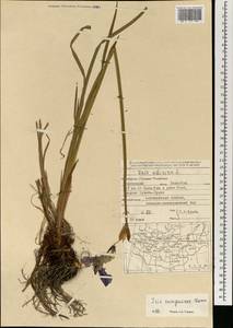 Iris sanguinea Hornem., Mongolia (MONG) (Mongolia)