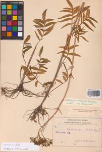 Valeriana dubia Bunge, Eastern Europe, Lower Volga region (E9) (Russia)