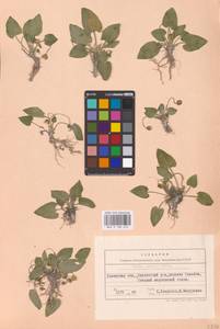 Viola ambigua Waldst. & Kit., Eastern Europe, West Ukrainian region (E13) (Ukraine)