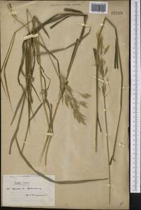 Bromus inermis Leyss., Middle Asia, Northern & Central Kazakhstan (M10) (Kazakhstan)