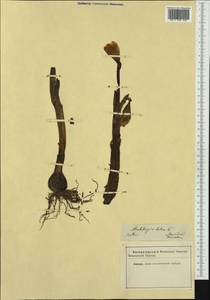 Sternbergia lutea (L.) Ker Gawl. ex Spreng., Western Europe (EUR) (Not classified)