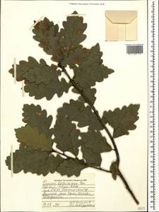 Quercus hartwissiana Steven, Caucasus, Turkish Caucasus (NE Turkey) (K7) (Turkey)