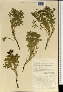 Euphorbia potaninii Prokh., Mongolia (MONG) (Mongolia)