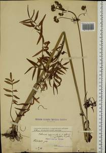 Valeriana officinalis L., Eastern Europe, North Ukrainian region (E11) (Ukraine)