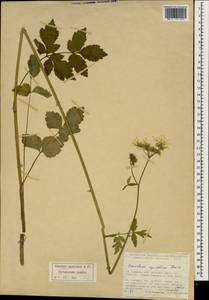 Heracleum apiifolium Boiss., South Asia, South Asia (Asia outside ex-Soviet states and Mongolia) (ASIA) (Turkey)