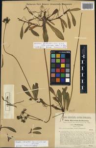 Pilosella floribunda (E. Wimm. & Grab.) Fr., Eastern Europe, South Ukrainian region (E12) (Ukraine)