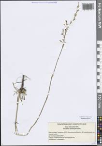 Silene chlorantha (Willd.) Ehrh., Eastern Europe, Middle Volga region (E8) (Russia)