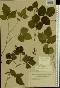 Rubus saxatilis L., Eastern Europe, Central forest region (E5) (Russia)