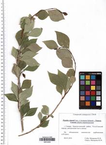 Populus simonii Carrière, Eastern Europe, Middle Volga region (E8) (Russia)