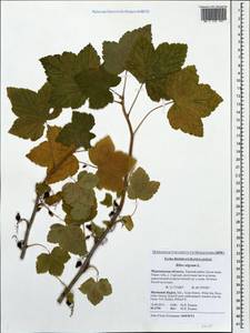 Ribes nigrum L., Eastern Europe, Northern region (E1) (Russia)