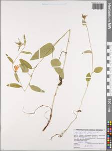 Campanula glomerata L., Eastern Europe, Belarus (E3a) (Belarus)