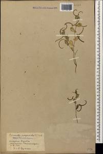 Coronilla scorpioides (L.)Koch, Caucasus, Azerbaijan (K6) (Azerbaijan)