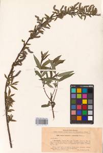 Salix triandra × viminalis, Eastern Europe, North Ukrainian region (E11) (Ukraine)