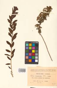 Spiraea media Schmidt, Eastern Europe, Eastern region (E10) (Russia)