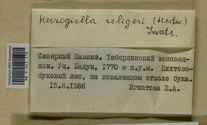 Herzogiella seligeri (Brid.) Z. Iwats., Bryophytes, Bryophytes - North Caucasus & Ciscaucasia (B12) (Russia)