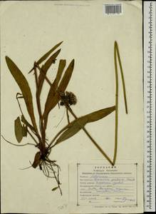 Pilosella caespitosa subsp. caespitosa, Eastern Europe, Western region (E3) (Russia)