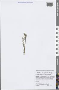 Thesium refractum C. A. Mey., Siberia, Baikal & Transbaikal region (S4) (Russia)