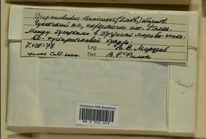 Hamatocaulis vernicosus (Mitt.) Hedenäs, Bryophytes, Bryophytes - Chukotka & Kamchatka (B21) (Russia)